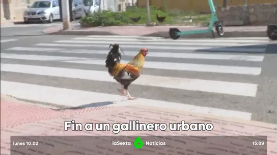 invasión de gallinas invasión de gallinas
